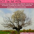 Treeception