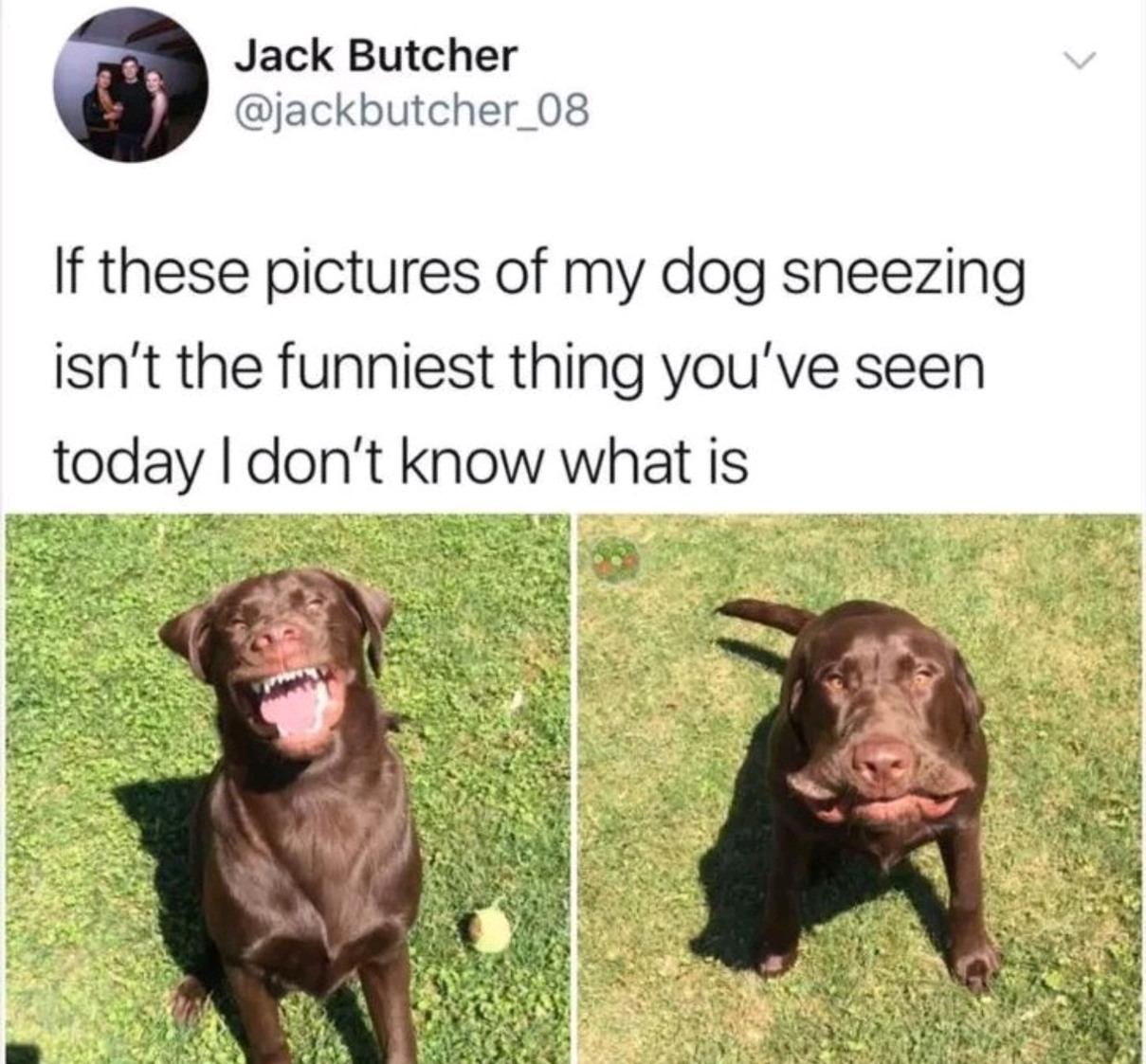 Sneezo doggo - meme