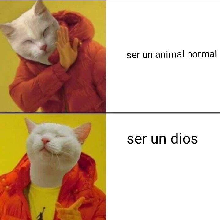 Gato - meme