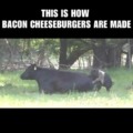 Bacon cheeseburgers