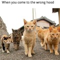 Cats while scratch tf outta you i wouldnt wanna go to that hood