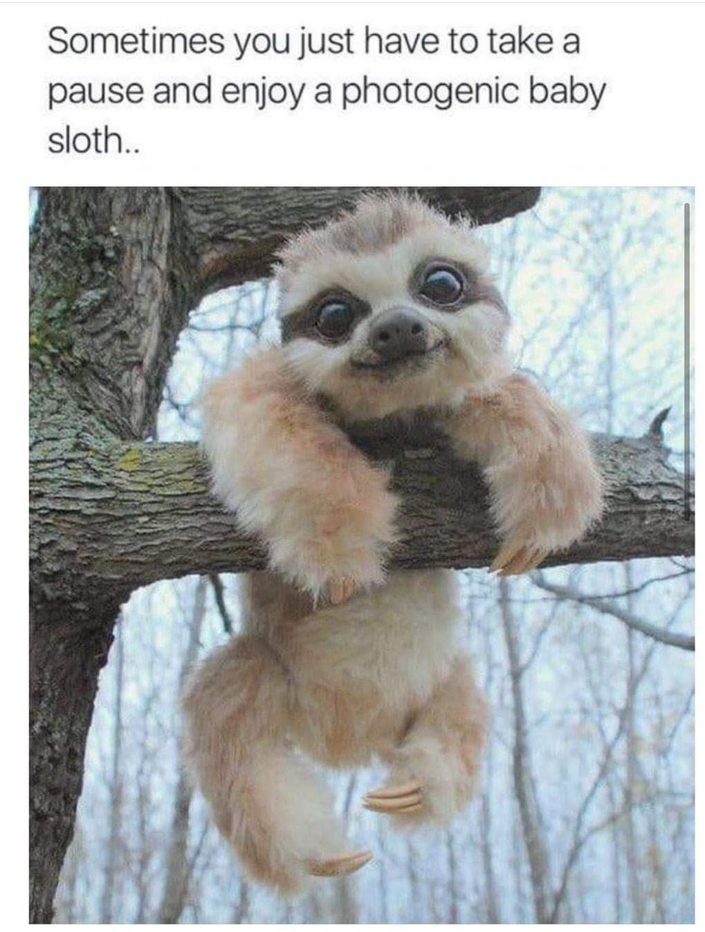 Baby sloth - meme