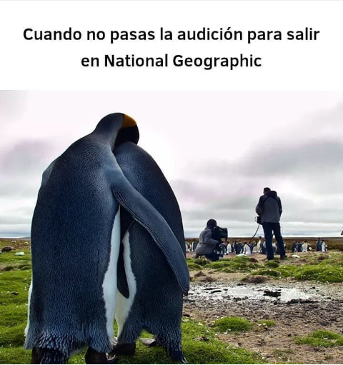 Pobres pinguinos - meme
