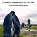 Pobres pinguinos