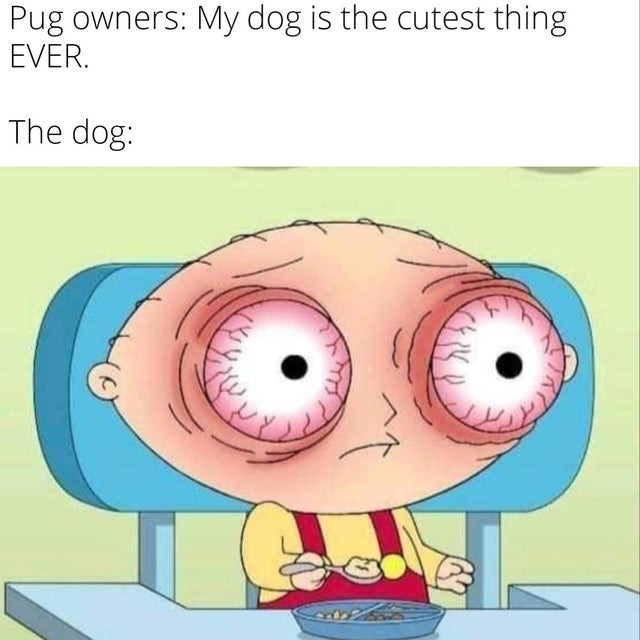 Pug owners think their dog is the cutest thing ever - meme