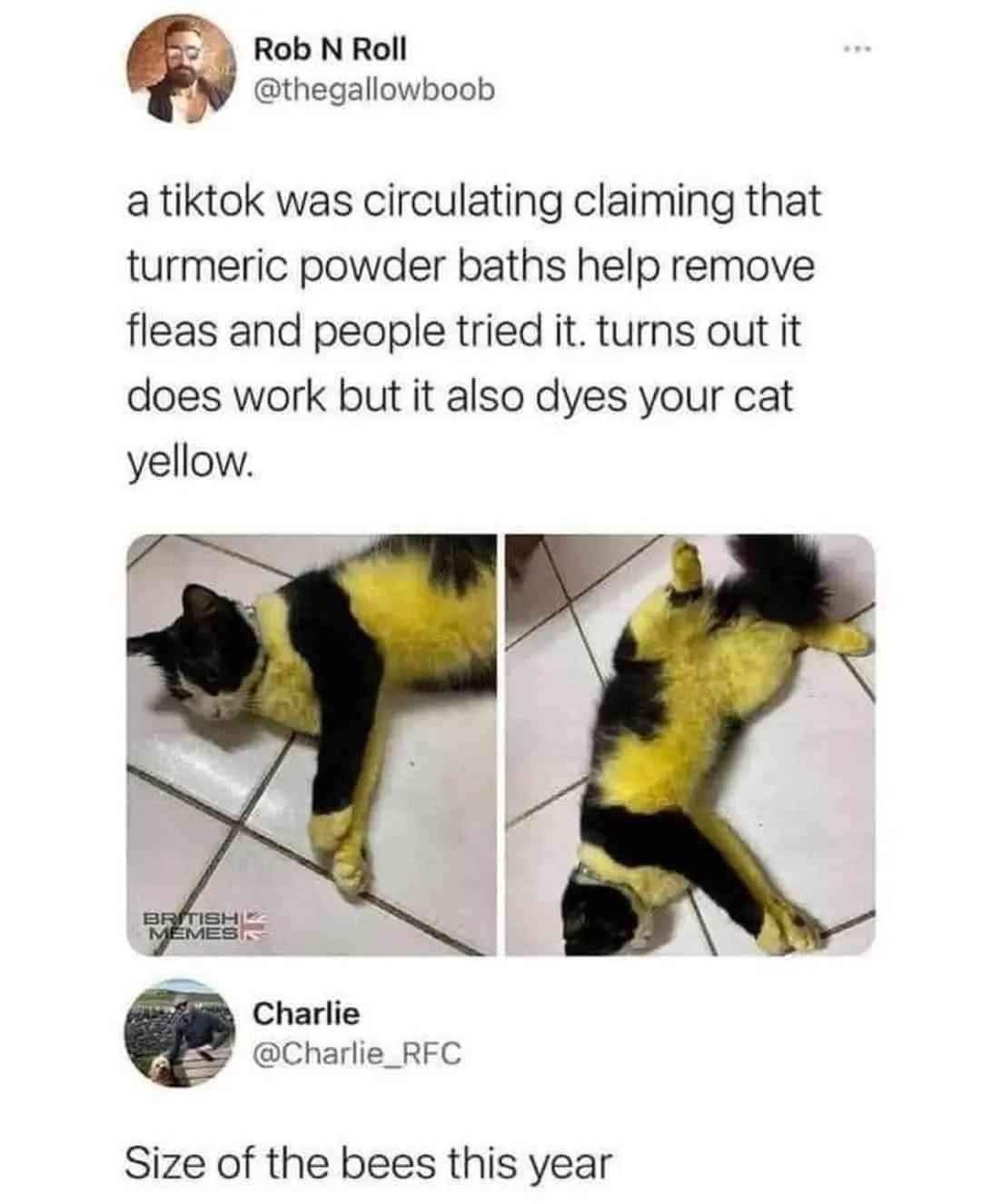 turmeric flea baths work but now your cat's Pikachu - meme