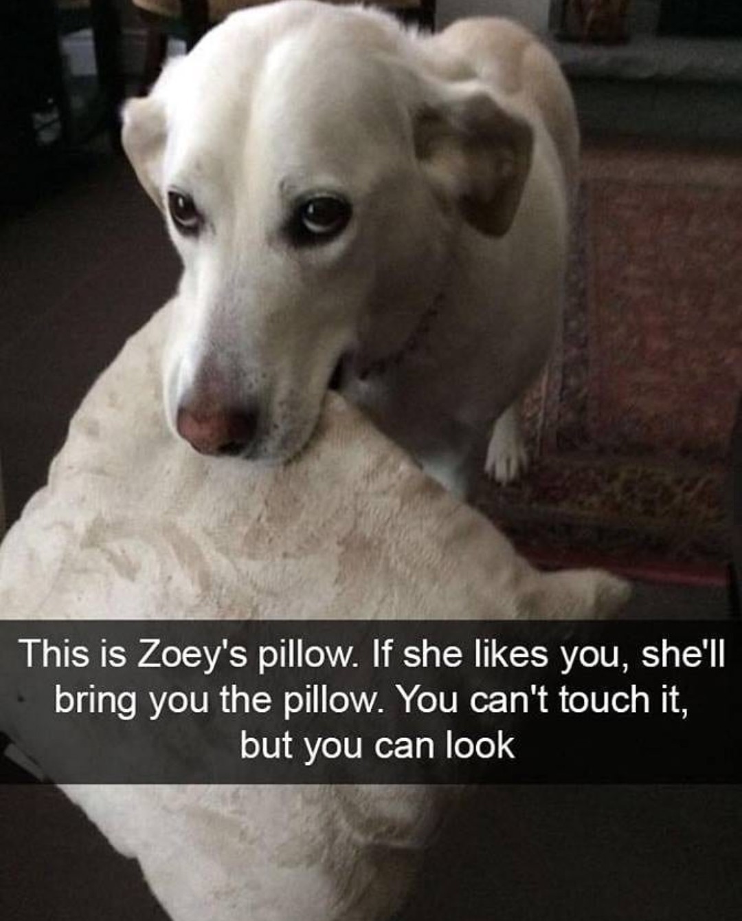 You may approach the pillow. - meme