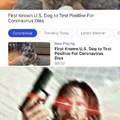 Not the dogs!