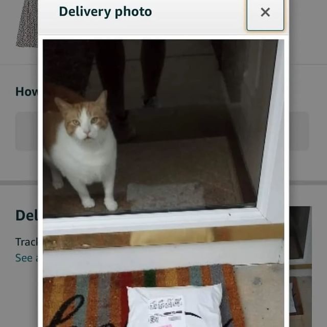 El gato recogió el paquete - meme