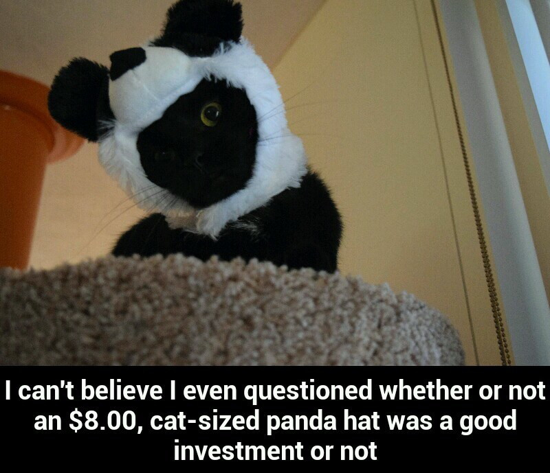Cat-sized panda hat - meme