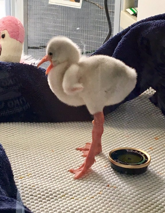So that's what a baby flamingo looks like - meme