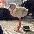 So that's what a baby flamingo looks like