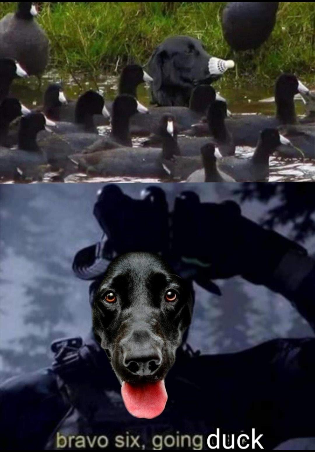Duck duck go search - meme
