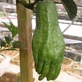 Hand guava?
