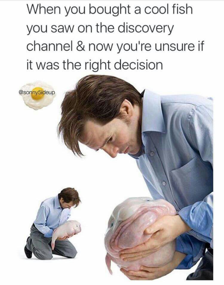 Poor fish - meme