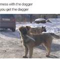 Good doggo