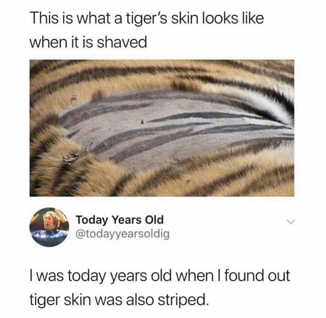 who shaved a tiger - meme