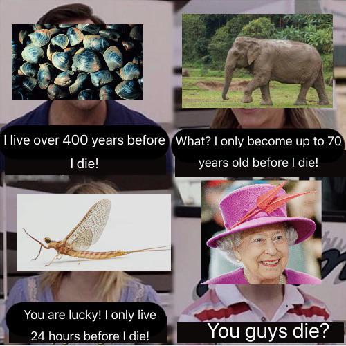 Inmortal Queen - meme