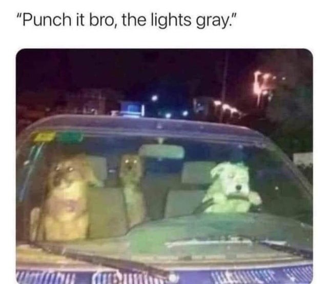 Dog driver - meme
