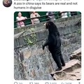 Chinese bear
