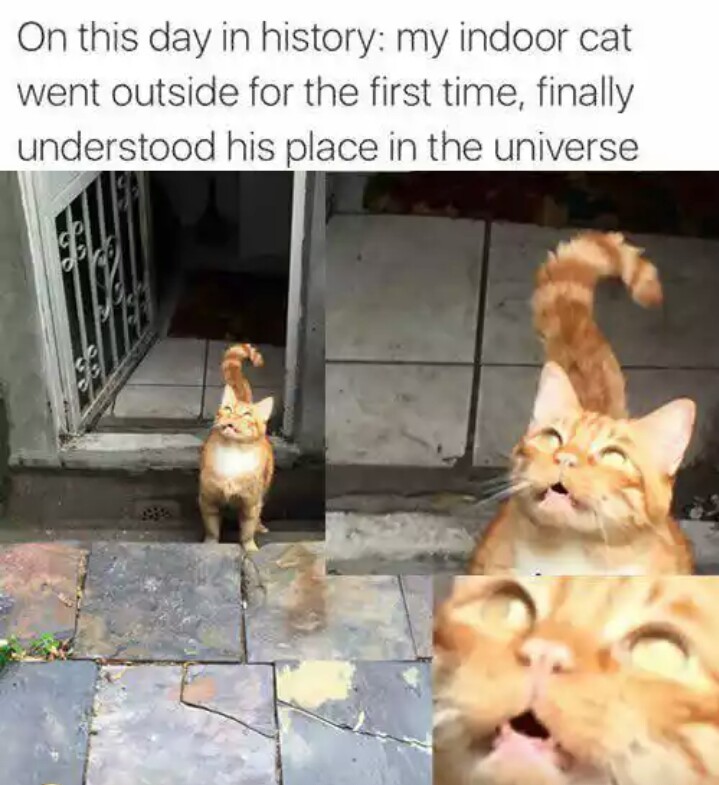 Cat realizes that God was once a woman - meme