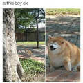 Sad fat doge