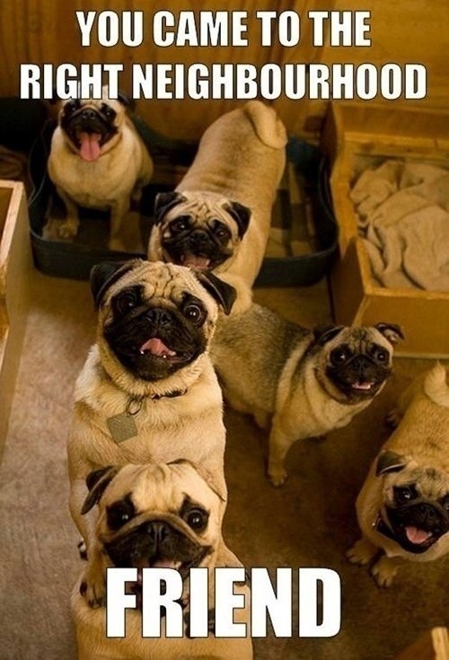 For all their defects, pugs are adorable - meme