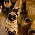 For all their defects, pugs are adorable