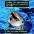 Dolphins are cool
