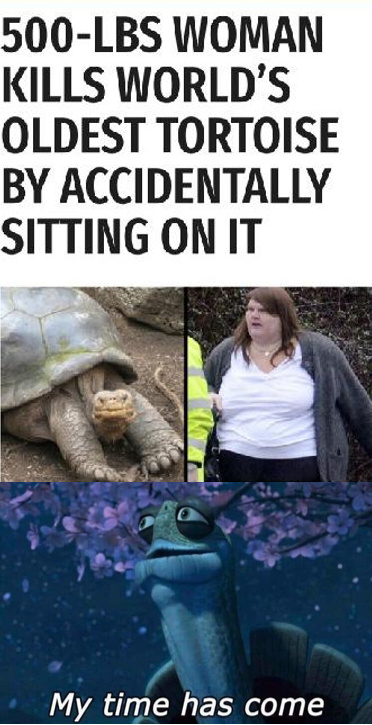 Ta tortue a trouver plus grosse qu'elle - meme
