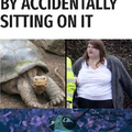 Ta tortue a trouver plus grosse qu'elle