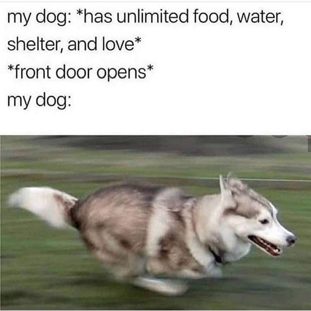 dog - meme