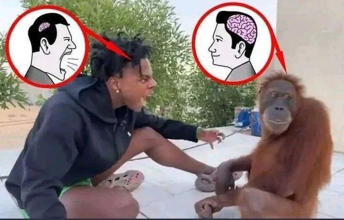 Spot the monkey - meme