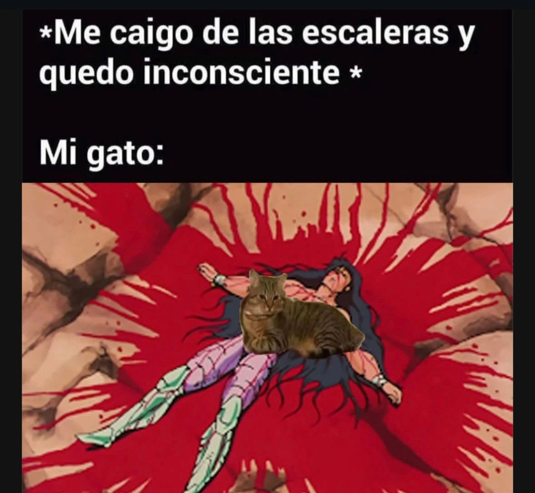 Me caigo por las escaleras inconsciente y mi gato me observa como si nada - meme