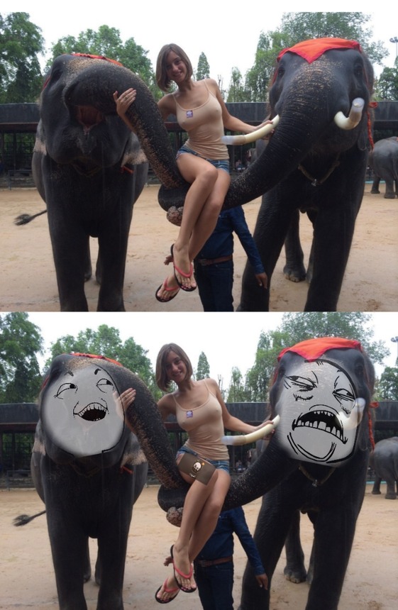 // Elefantes // - meme