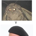 Moth meme