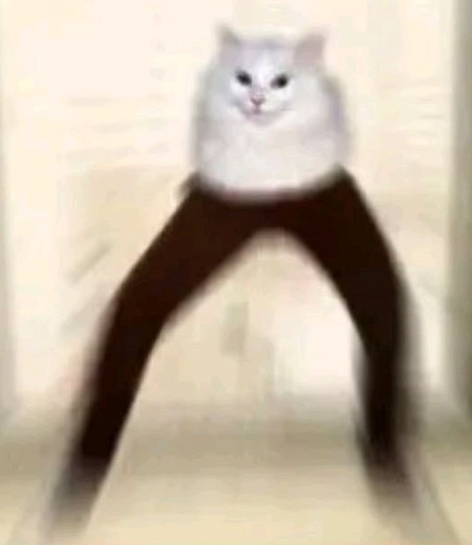 Wisdom cat seeks your kneecaps - meme