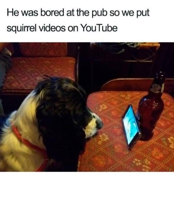 he got bored at the pub so now we’re deep in squirrel YouTube - meme