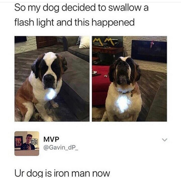 Dog swallowed a flash light - meme