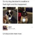 Dog swallowed a flash light