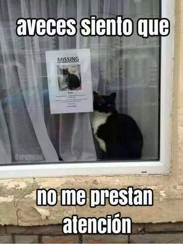 No pobre gatito - meme