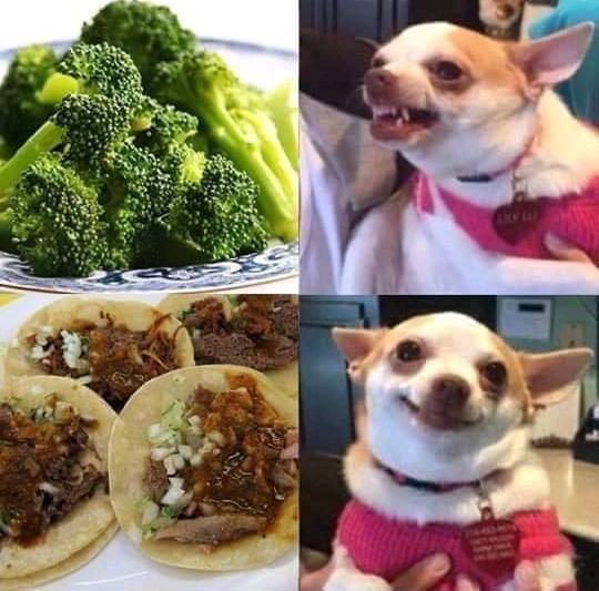 Even dogs need fancy food these days - meme