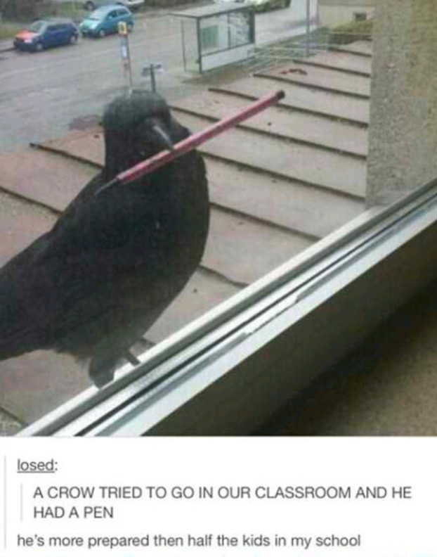 Smart crow - meme