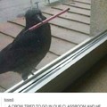 Smart crow