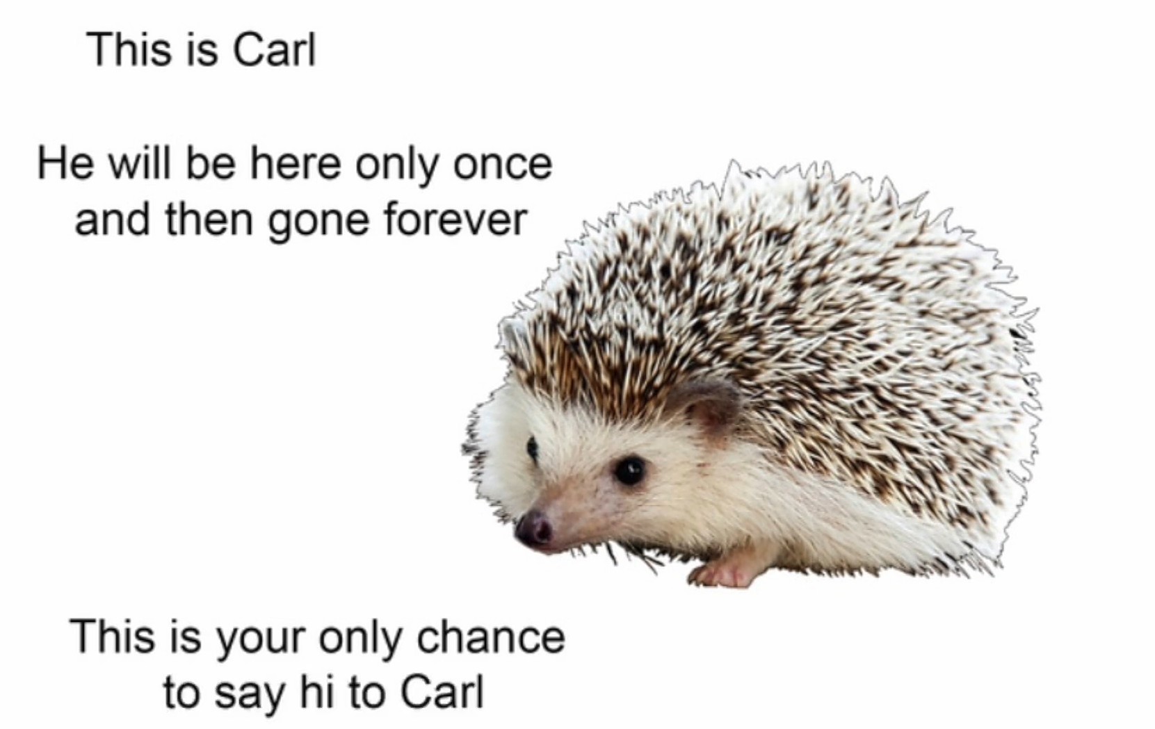 Say Hi To Carl - meme