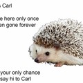 Say Hi To Carl