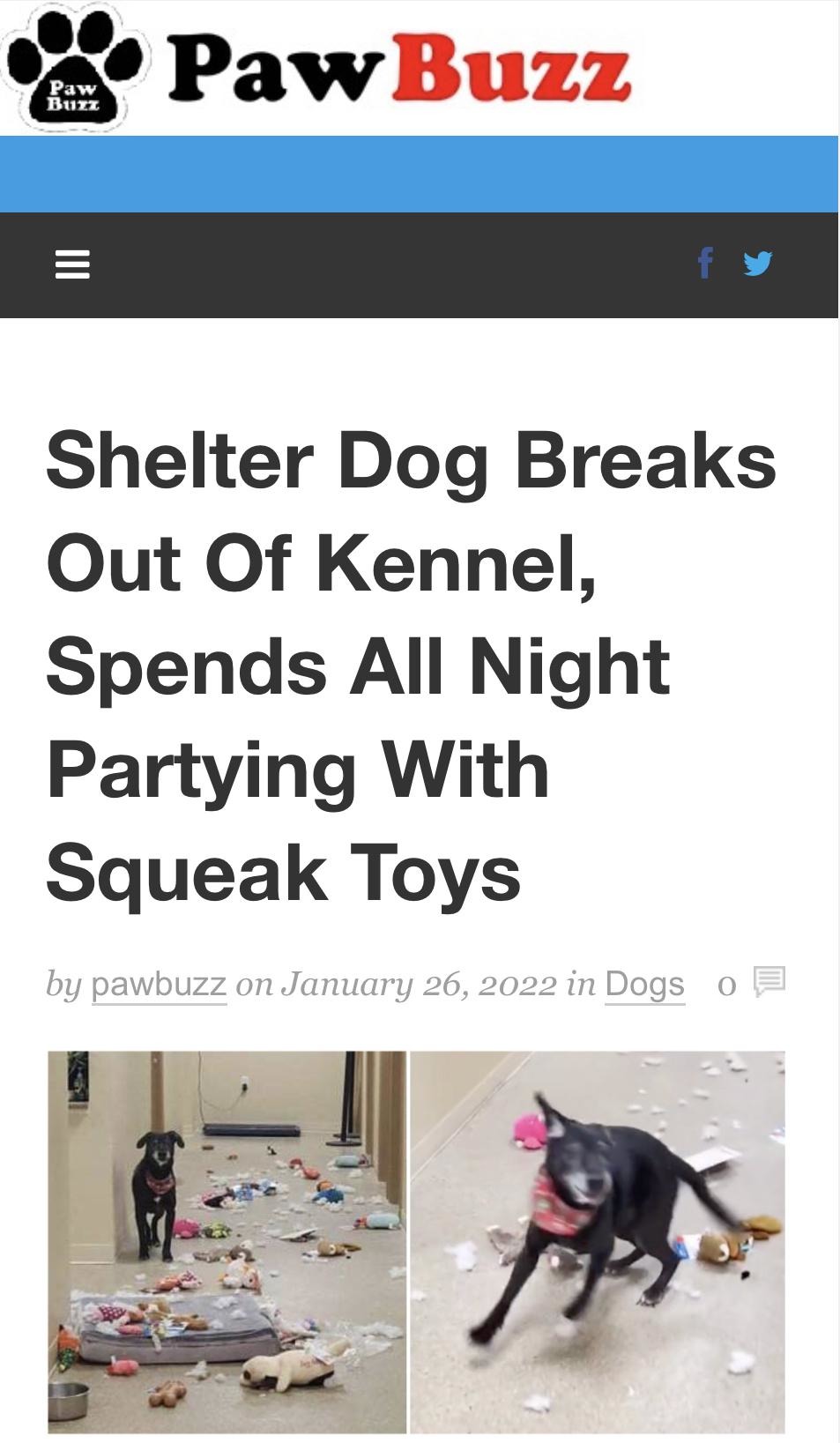 Dog spends the night partying with squeak toys - meme