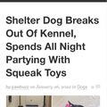 Dog spends the night partying with squeak toys