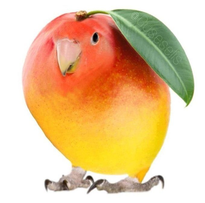 Mangopornis - meme