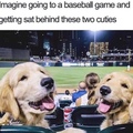 baseball game with doggos